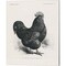 Vintage Farm Life by Wild Apple Portfolio 12" x 15" Canvas Wall Art (Set of 2)